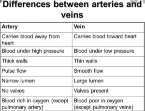 difference between arteries and veins