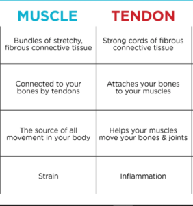 difference between muscle and tendon
