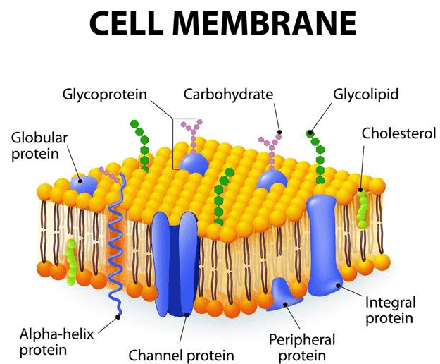 Cell membrane