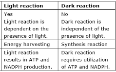 Difference between Light Reaction and Dark Reaction
