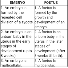 Difference between Fetus and Embryo
