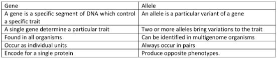 Difference between gene and allel