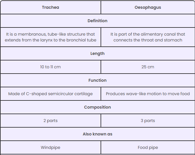 Difference between trachea and esophagus