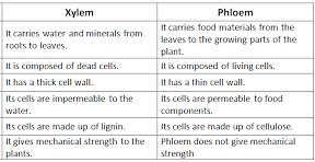 Difference between xylem and phloem