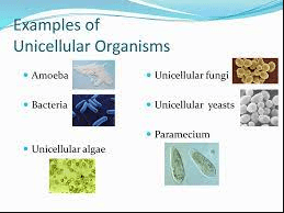 Examples of Unicellular organisms