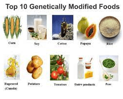 Examples of transgenic foods