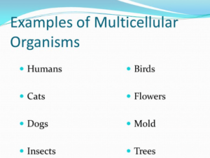 What are some Examples of Multicellular Organisms? - Ox Science