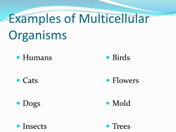 Which Of The Following Is A Characteristic Of Multicellular Organisms