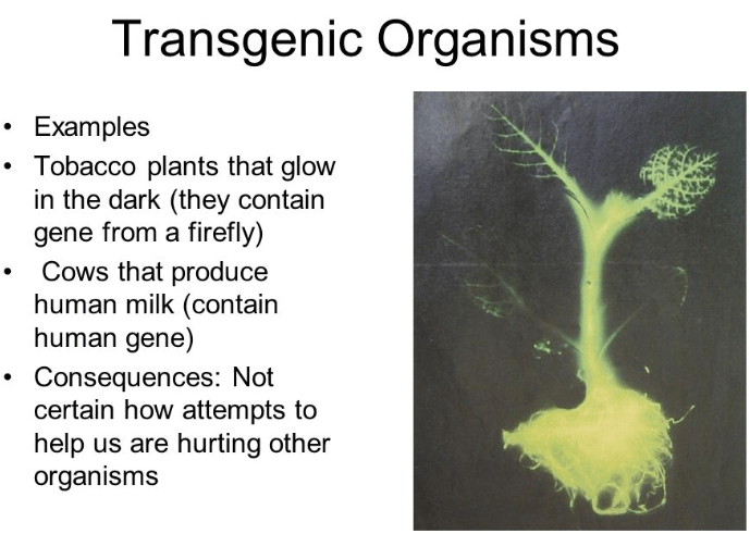 types of transgenic organisms