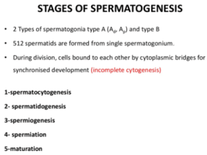 Stages of spermatogenesis