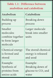 Examples of anabolism and catabolism