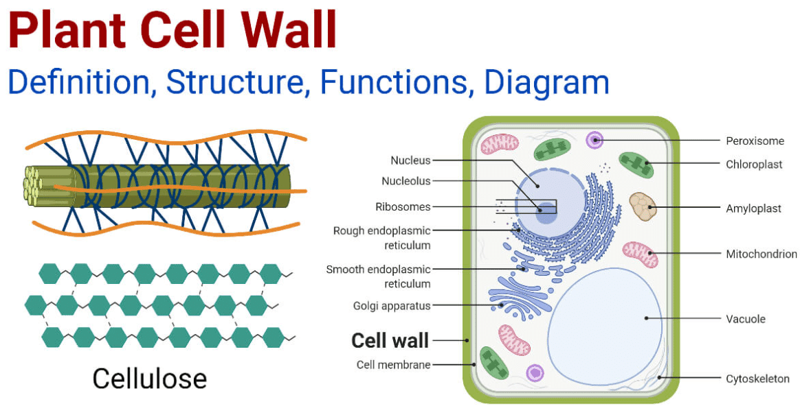 Difference between Cell Wall and Cell Membrane in tabular form