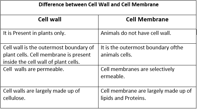 difference between cell wall and cell membrane