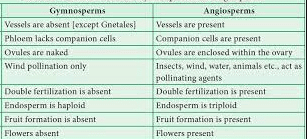 Difference between Angiosperms and Gymnosperms