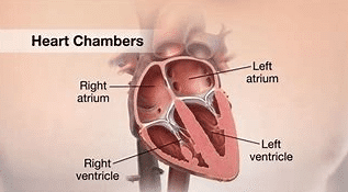 Human heart chambers