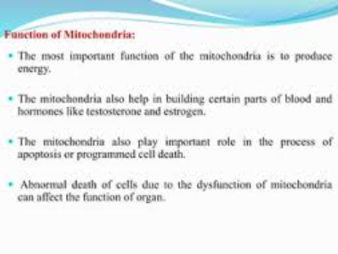 functions of mitochondria