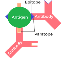 structure of antigens
